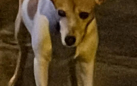 Cachorra &eacute; raptada em Campinas (SP); temor de novo caso Orelha 