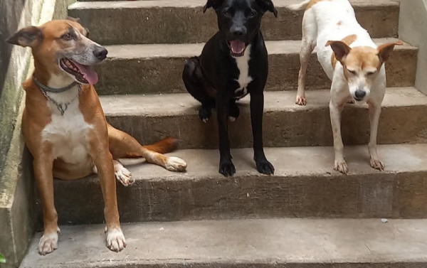 Macaque in the trees