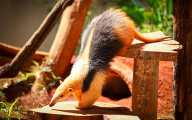 BRASILIANAS | Zoo Bras&iacute;lia inaugura exposi&ccedil;&atilde;o imersiva 'Experi&ecirc;ncia Animal'