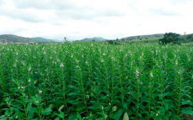 Gergelim se torna a segunda cultura de MT