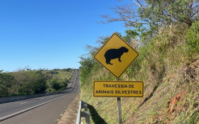 Rodovias paulistas registram queda de atropelamentos de animais, aponta DER-SP
