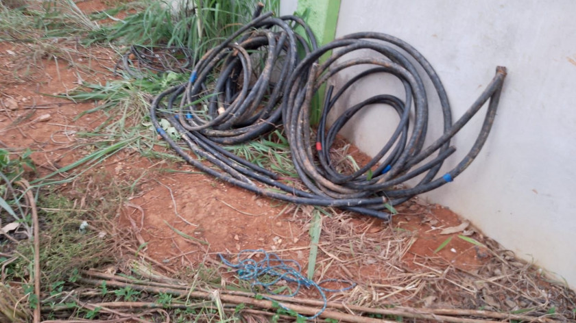 Macaque in the trees