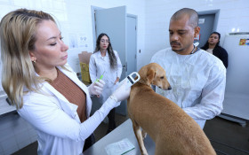 Governo do DF oferta microchipagem gratuita em bloco de Carnaval para c&atilde;es