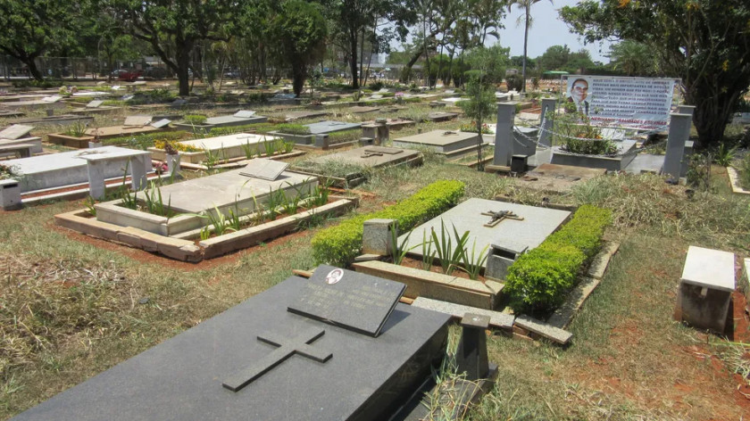 O projeto autoriza o crematório e o sepultamento de animais domésticos em campas e jazigos localizados nos cemitérios públicos e privados do DF Macaque in the trees