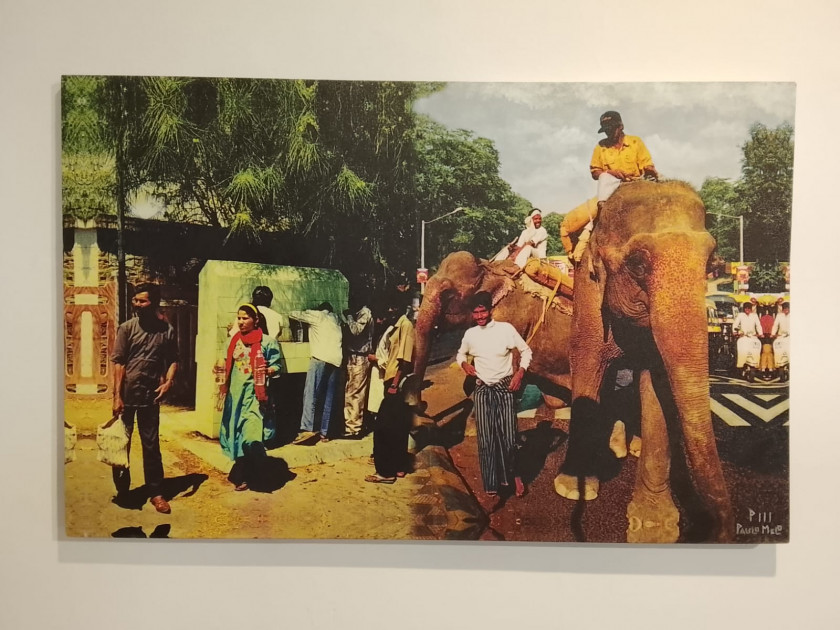 Macaque in the trees