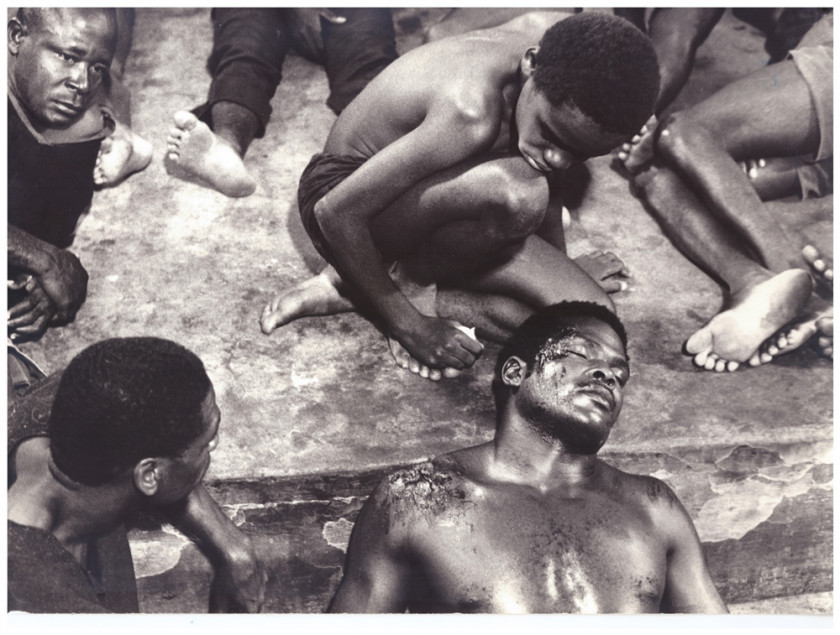 Macaque in the trees