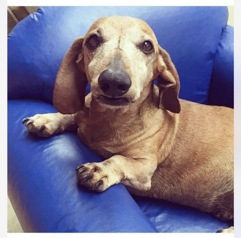 Macaque in the trees