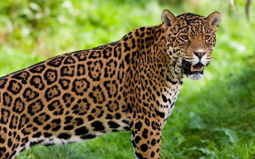 BRASILIANAS | Primeira edi&ccedil;&atilde;o do Pr&ecirc;mio de Fotografia On&ccedil;a Pintada est&aacute; com inscri&ccedil;&otilde;es abertas