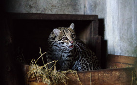 Campinas negocia cria&ccedil;&atilde;o de centro exclusivo para recupera&ccedil;&atilde;o de animais silvestres