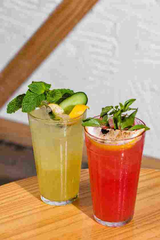 Macaque in the trees