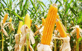 Agropecu&aacute;ria puxa alta do PIB, mas juros freiam o ritmo da economia