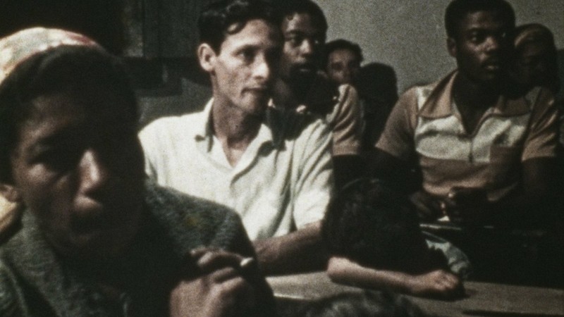 Macaque in the trees