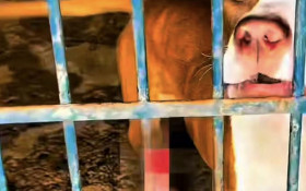 Pol&iacute;cia fiscaliza departamento de prote&ccedil;&atilde;o animal de Campinas (SP) e leva diretora para delegacia 