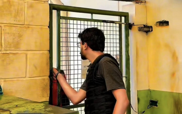 Macaque in the trees