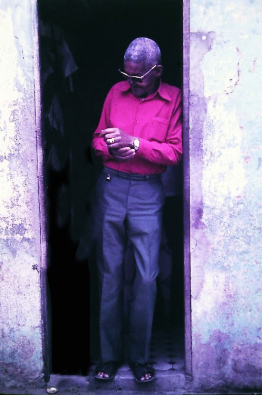 Macaque in the trees