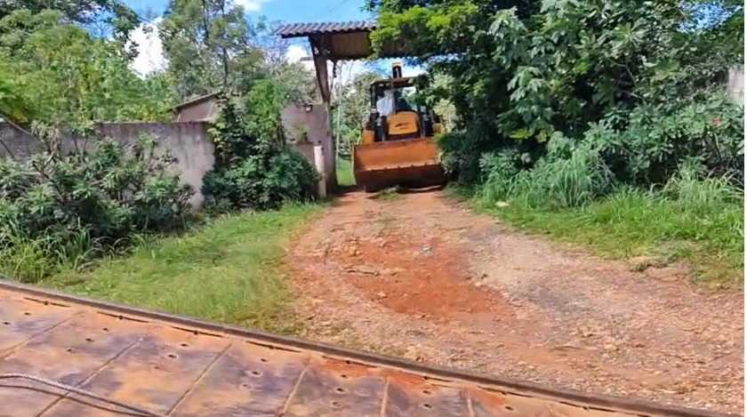 Macaque in the trees