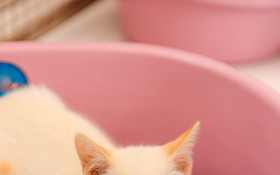 S&atilde;o Bernardo abre 400 vagas para mutir&atilde;o gratuito de castra&ccedil;&atilde;o