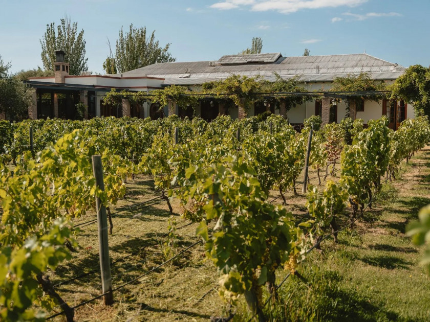 Macaque in the trees