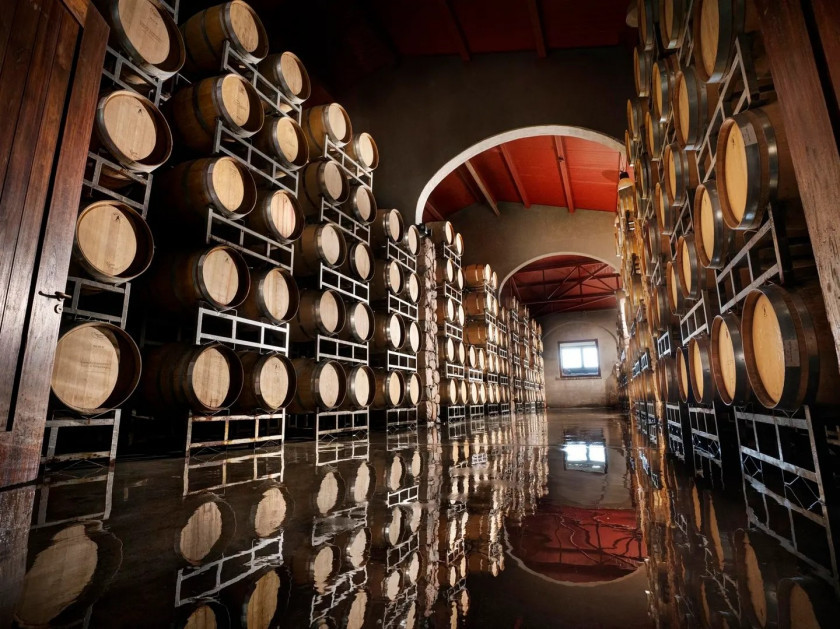 Macaque in the trees