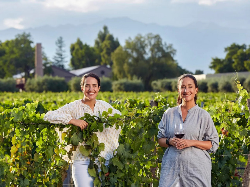 Macaque in the trees