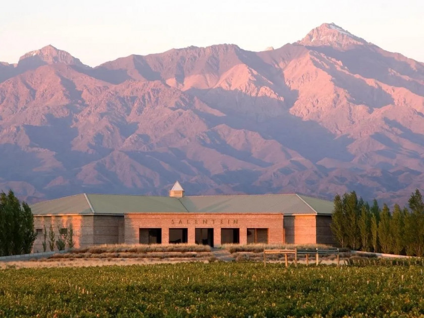 Macaque in the trees