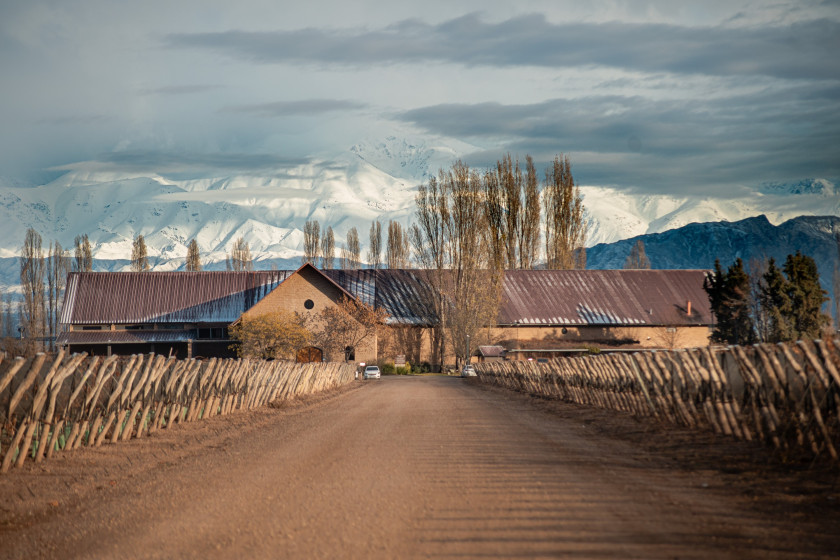 Macaque in the trees