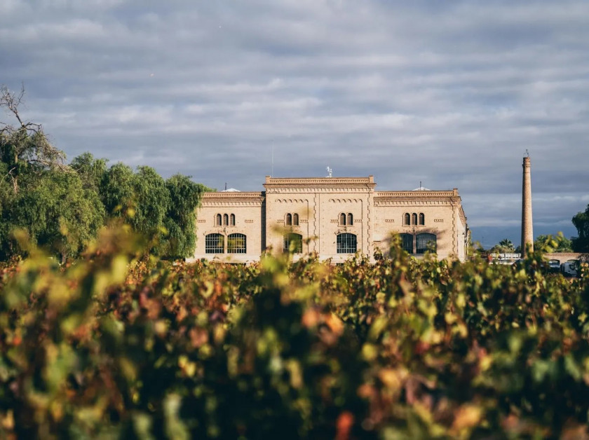Macaque in the trees