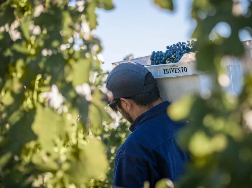 Macaque in the trees