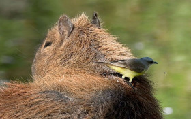 Sa&uacute;de de Campinas registra 2 mortes por febre maculosa e alerta sobre rapidez no atendimento