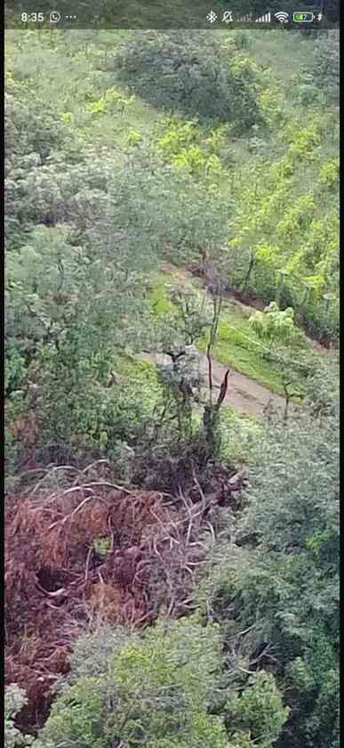 Imagem aérea da chácara onde foi feita a derrubada das árvores Macaque in the trees