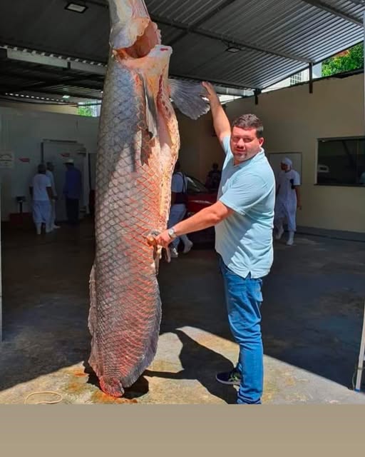 Macaque in the trees