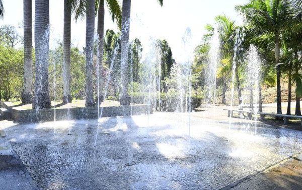 Macaque in the trees