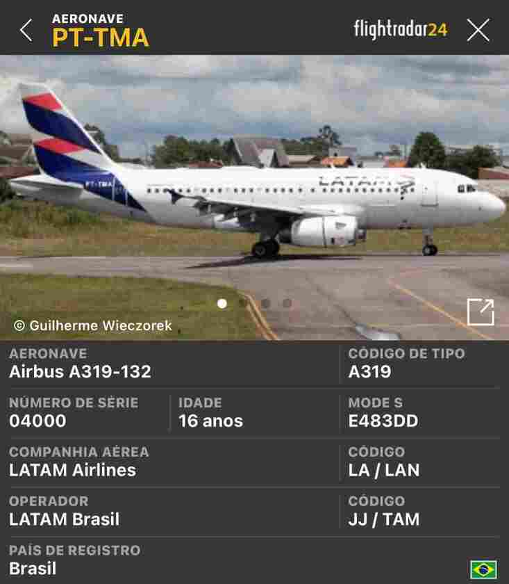 Macaque in the trees