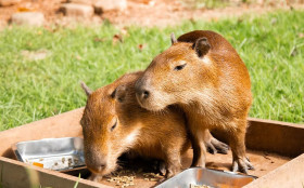 Capivaras resgatadas ganham nomes no BioParque do Rio