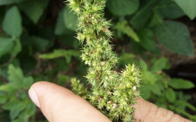 SC &eacute; o quarto estado a registrar foco de planta invasora prejudicial a planta&ccedil;&otilde;es