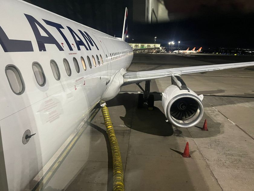 Macaque in the trees