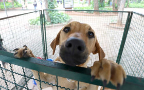Campinas endurece multas por maus-tratos a animais; penalidade pode passar de R$ 9,6 mil por infra&ccedil;&atilde;o