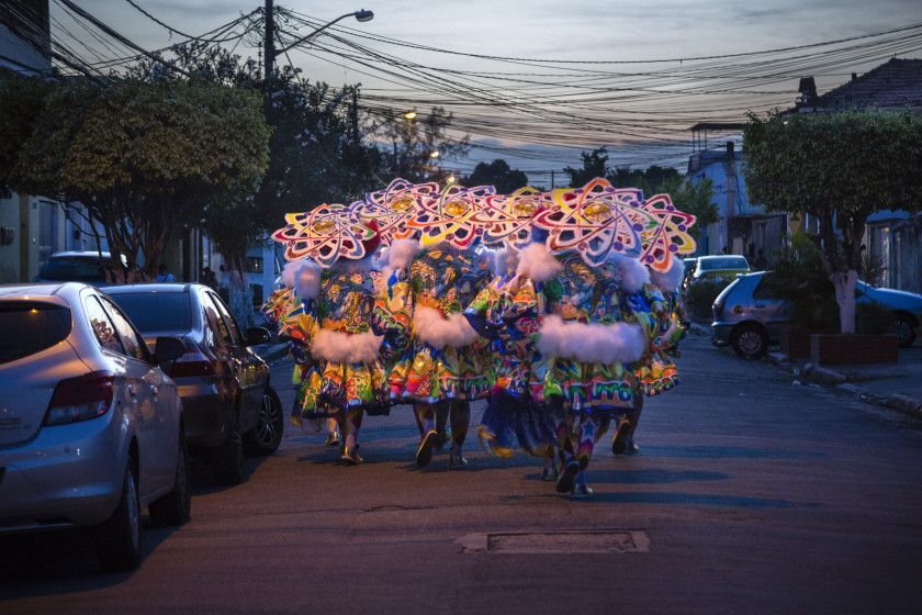 Macaque in the trees