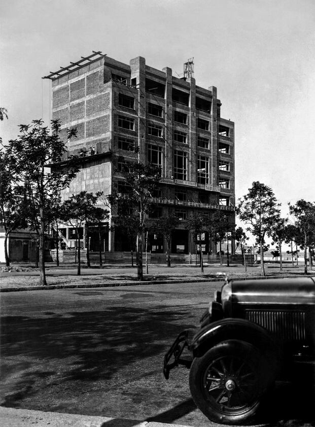 Macaque in the trees