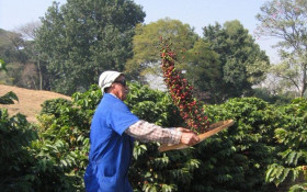 Agroneg&oacute;cio paulista cresce e emprega 4,34 milh&otilde;es