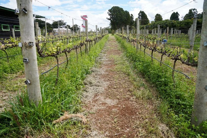 Macaque in the trees