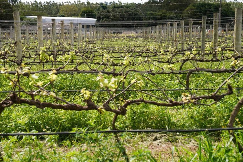Macaque in the trees