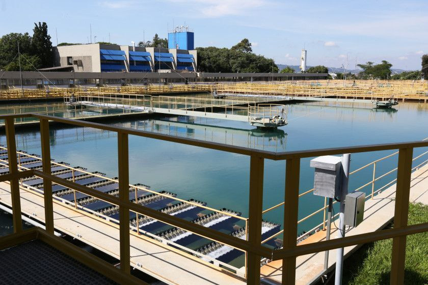 Macaque in the trees