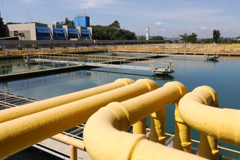Macaque in the trees
