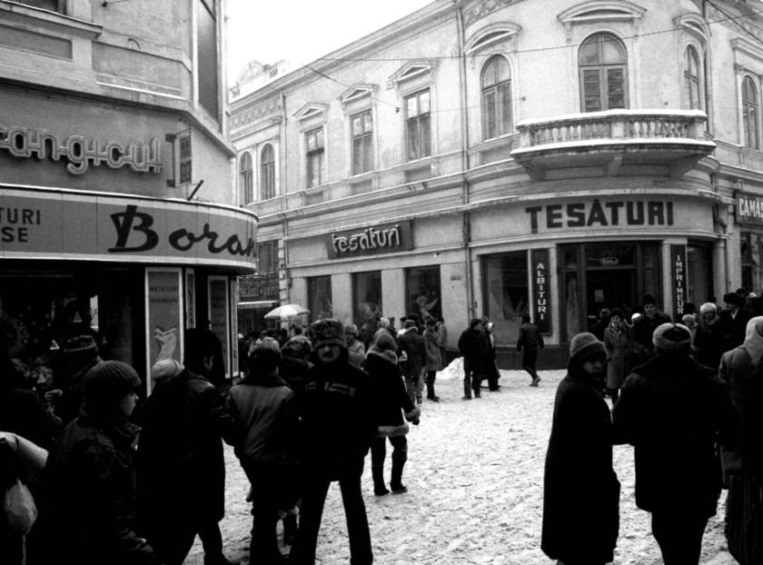Macaque in the trees