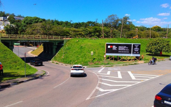 Macaque in the trees
