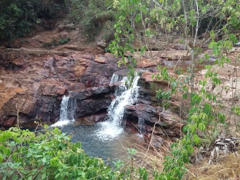 Macaque in the trees