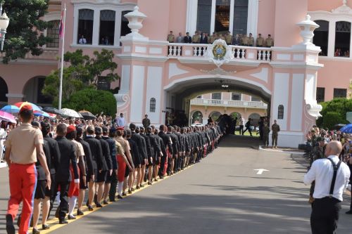 Macaque in the trees