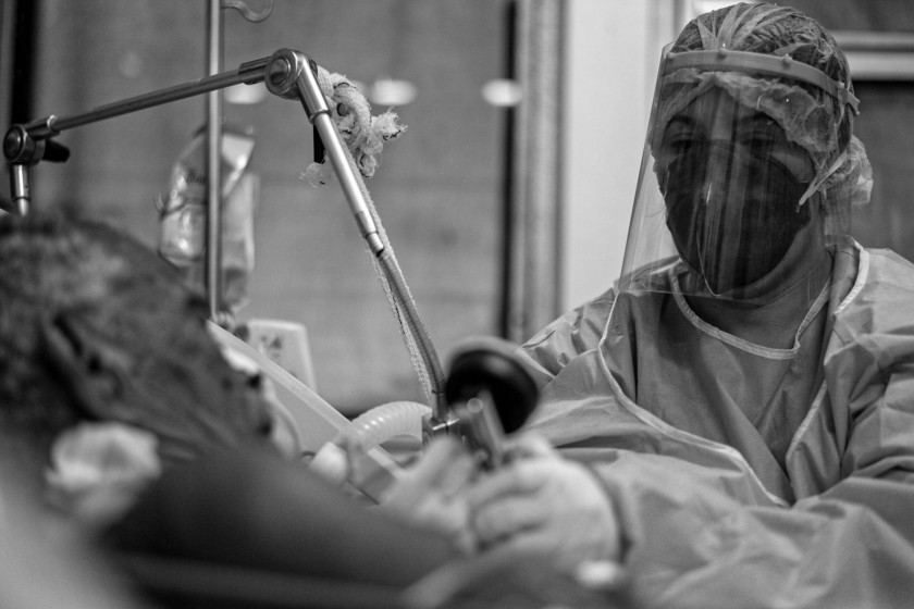 Macaque in the trees