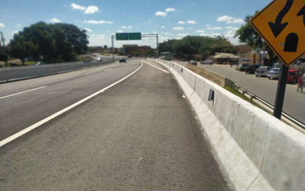 Macaque in the trees